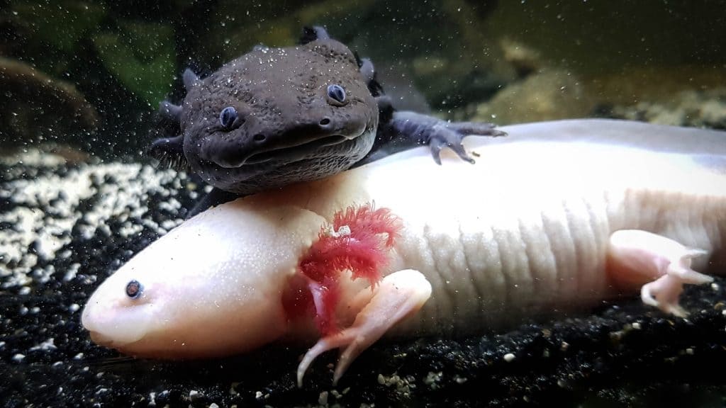 Axolotl – Xochimilco, Mexico