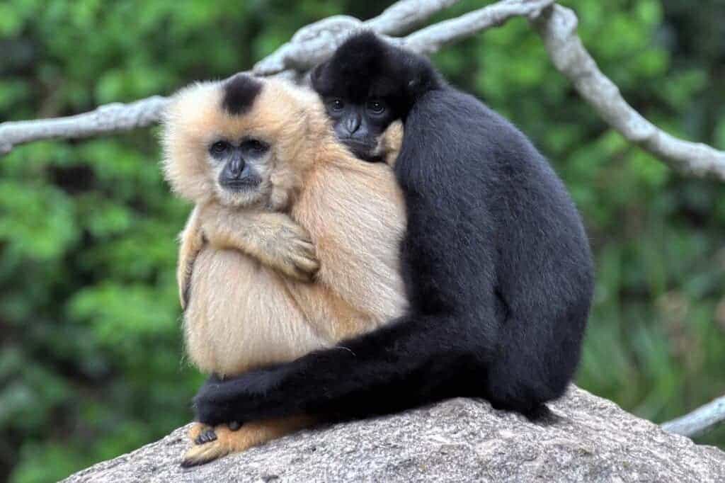 Hainan Gibbon – China
