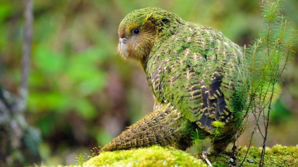 Kakapo - New Zealand.jpg