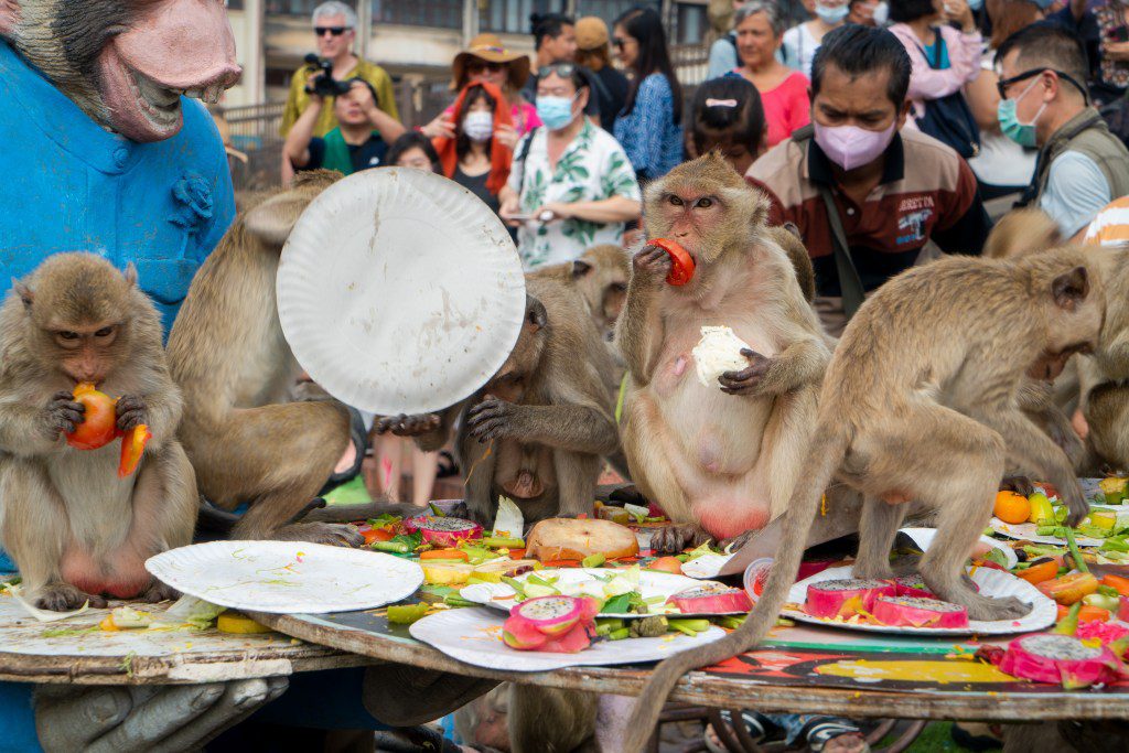 Monkey Buffet Festival (Lopburi, Thailand)