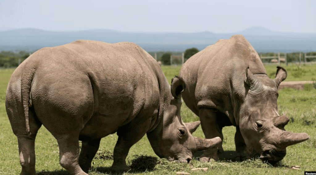 Northern White Rhino – Kenya