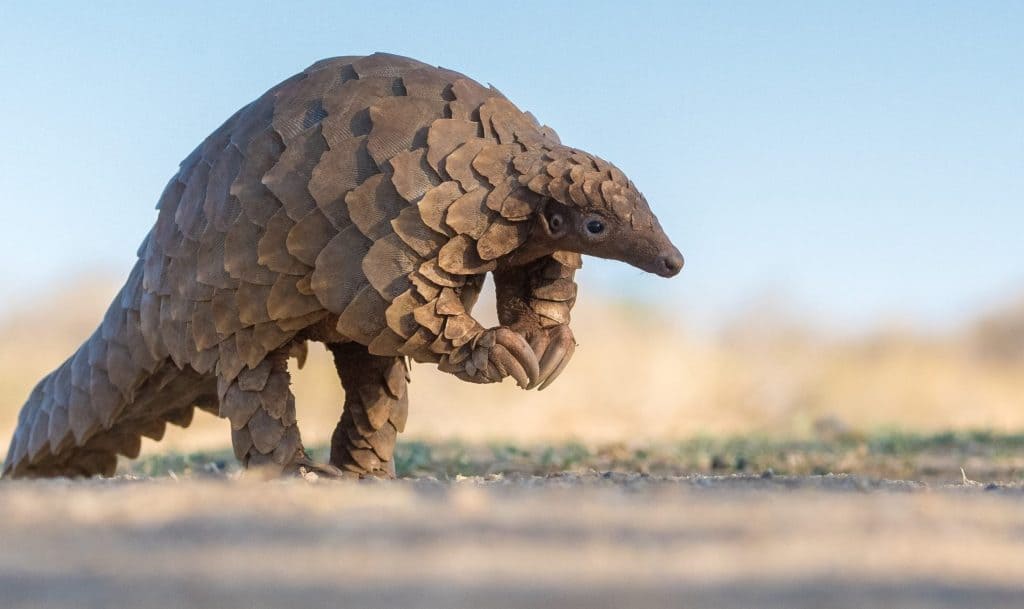 Pangolin - Southeast Asia & Africa