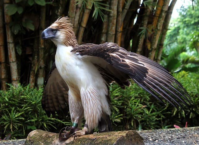 Philippine Eagle – Mindanao, Philippines