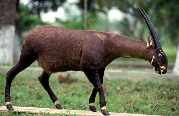 Saola – Vietnam & Laos