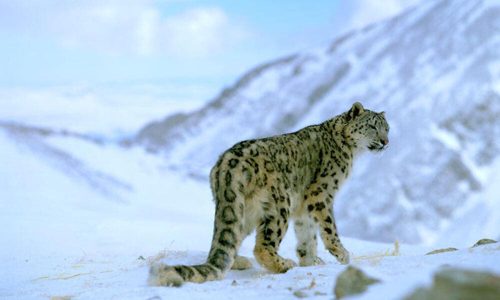 Snow Leopard – Himalayas