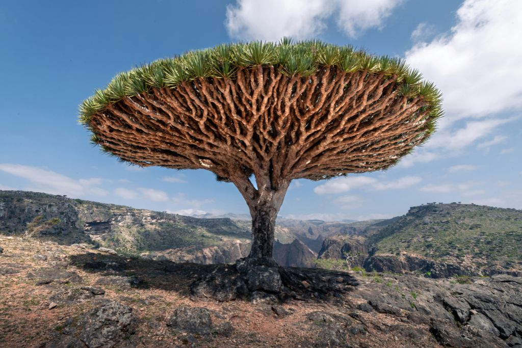 Socotra Island (Yemen)