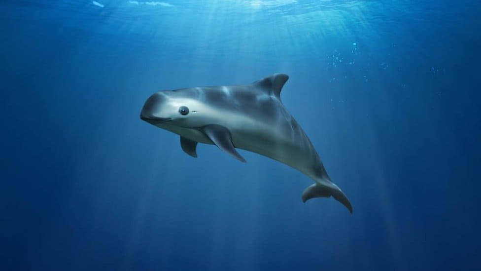 Vaquita – Gulf of California, Mexico
